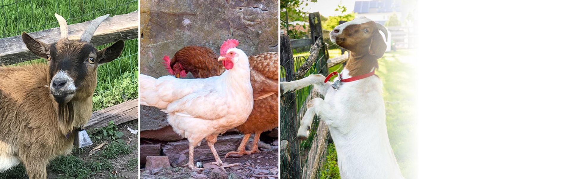 goats and chickens on a farm